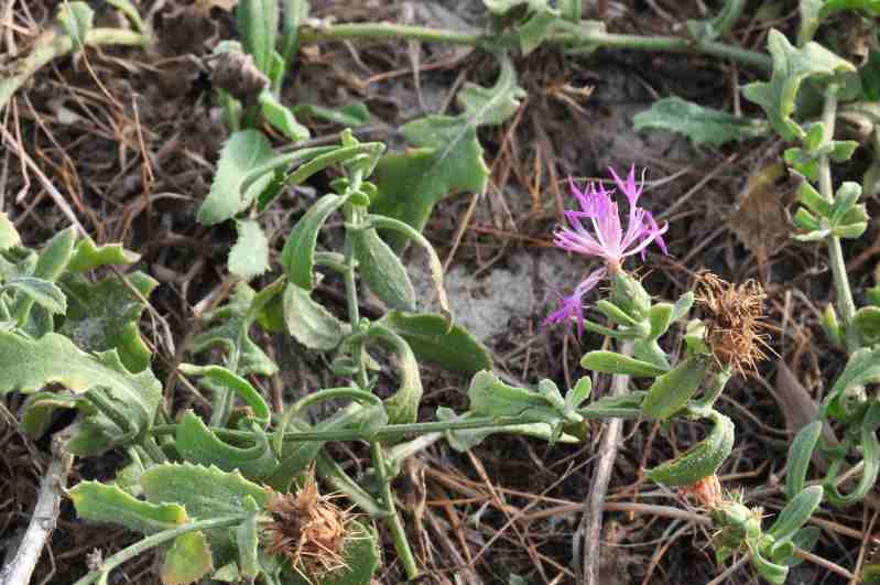 Centaurea sphaerocephala